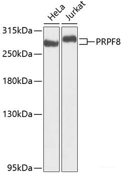 Western blot analysis of extracts of various cell lines using UBE2V1 Polyclonal Antibody at dilution of 1:1000.