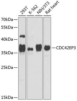 Western blot analysis of extracts of various cell lines using TFIP11 Polyclonal Antibody at dilution of 1:1000.