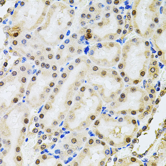 Immunohistochemistry of paraffin-embedded Rat spleen using GLRX Polyclonal Antibody at dilution of 1:200 (40x lens).