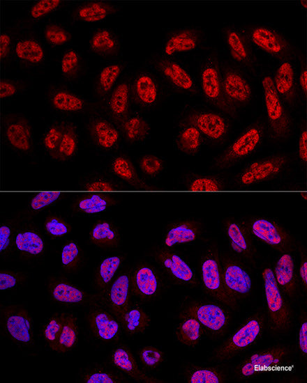 Western blot analysis of extracts of various cell lines using GMNN Polyclonal Antibody at dilution of 1:1000.