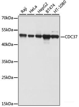 Western blot analysis of extracts of various cell lines using UBC Polyclonal Antibody at dilution of 1:1000.