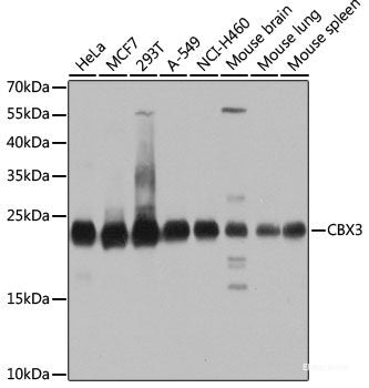 Western blot analysis of extracts of various cell lines using YWHAQ Polyclonal Antibody at dilution of 1:1000.