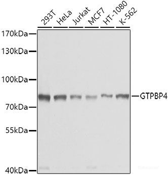Western blot analysis of extracts of Mouse liver using LTBR Polyclonal Antibody at dilution of 1:1000.