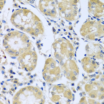 Immunohistochemistry of paraffin-embedded Mouse stomach using ATP1B1 Polyclonal Antibody at dilution of 1:100 (40x lens).