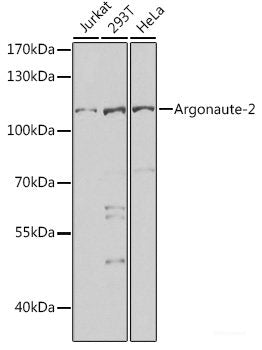 Immunohistochemistry of paraffin-embedded Mouse brain using VSNL1 Polyclonal Antibody at dilution of 1:200 (40x lens).