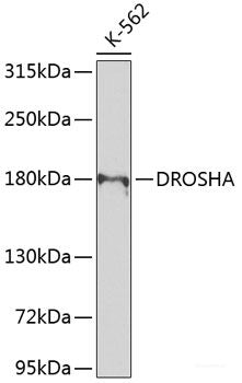 Western blot analysis of extracts of various cell lines using NAA25 Polyclonal Antibody at dilution of 1:1000.