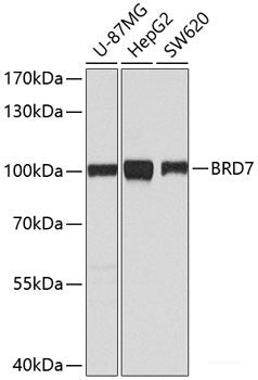 Western blot analysis of extracts from normal (control) and PDCD4 knockout (KO) HeLa cells using PDCD4 Polyclonal Antibody at dilution of 1:1000.