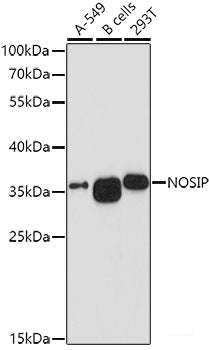 Western blot analysis of extracts of various cell lines using CYC1 Polyclonal Antibody at dilution of 1:3000.