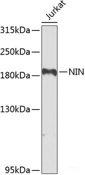 Western blot analysis of extracts of various cell lines using ITGB8 Polyclonal Antibody at dilution of 1:1000.