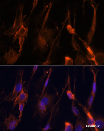 Western blot analysis of extracts of various cell lines using TCEB3B Polyclonal Antibody at dilution of 1:1000.