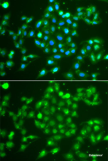 Immunofluorescence analysis of U2OS cells using IL27RA Polyclonal Antibody at dilution of 1:100. Blue: DAPI for nuclear staining.