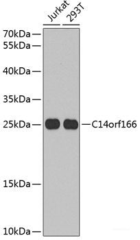 Western blot analysis of extracts of various cell lines using UQCRC2 Polyclonal Antibody at dilution of 1:1000.