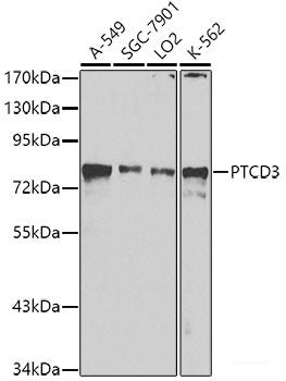 Western blot analysis of extracts of various cell lines using RNASEH1 Polyclonal Antibody at dilution of 1:1000.