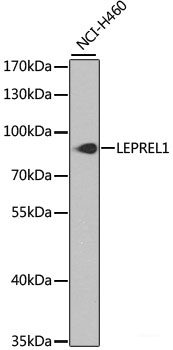 Western blot analysis of extracts of various cell lines using CEP57L1 Polyclonal Antibody at dilution of 1:1000.
