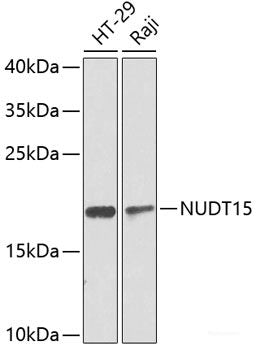 Western blot analysis of extracts of various cell lines using HOXA10 Polyclonal Antibody at dilution of 1:1000.