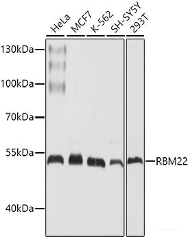 Western blot analysis of extracts of A-549 cells using EDN3 Polyclonal Antibody at dilution of 1:1000.