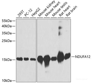 Western blot analysis of extracts of various cell lines using PDC Polyclonal Antibody at dilution of 1:1000.