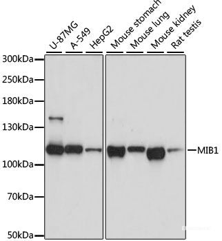 Western blot analysis of extracts of various cell lines using TXNDC9 Polyclonal Antibody at dilution of 1:3000.
