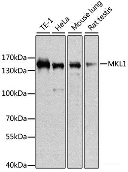Western blot analysis of extracts of various cell lines using RPL26L1 Polyclonal Antibody at dilution of 1:3000.