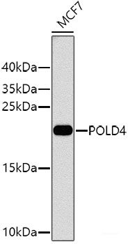 Western blot analysis of extracts of various cell lines using PSPC1 Polyclonal Antibody at dilution of 1:3000.