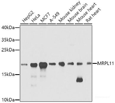 Western blot analysis of extracts of Lovo cells using PAX4 Polyclonal Antibody at dilution of 1:1000.