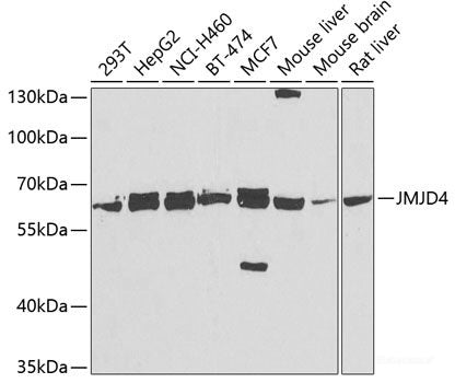 Immunofluorescence analysis of U2OS cells using STX12 Polyclonal Antibody at dilution of 1:100. Blue: DAPI for nuclear staining.