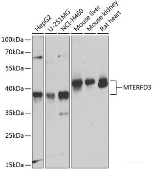 Western blot analysis of extracts of various cell lines using SQRDL Polyclonal Antibody at dilution of 1:3000.