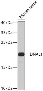 Western blot analysis of extracts of various cell lines using TAF15 Polyclonal Antibody at dilution of 1:1000.