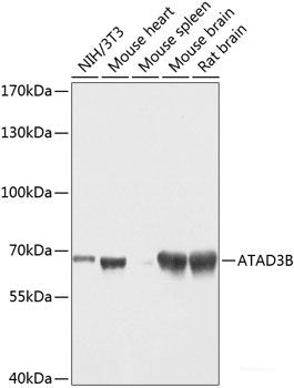 Immunofluorescence analysis of NIH-3T3 cells using ABCB11 Polyclonal Antibody at dilution of 1:100 (40x lens). Blue: DAPI for nuclear staining.