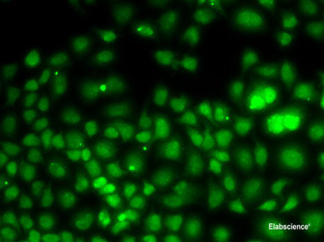 Western blot analysis of extracts of various cell lines using MAGOH Polyclonal Antibody at dilution of 1:1000.