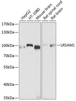 Western blot analysis of extracts of various cell lines using Phospho-MAP2K1(S217)/MAP2K2(S221) Polyclonal Antibody.