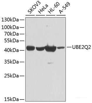 Western blot analysis of extracts from 293 cells using Phospho-STAT1(S727) Polyclonal Antibody.