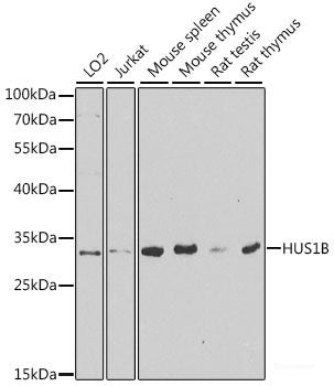 Western blot analysis of extracts of various cell lines using NELFE Polyclonal Antibody at dilution of 1:1000.