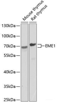 Western blot analysis of extracts of various cell lines using MSH4 Polyclonal Antibody at dilution of 1:1000.
