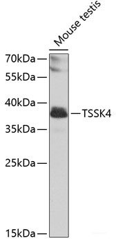 Western blot analysis of extracts of various cells using STK4 Polyclonal Antibody at dilution of 1:1000.