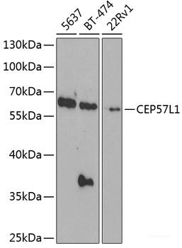 Immunofluorescence analysis of NIH-3T3 cells using ADAMTS13 Polyclonal Antibody at dilution of 1:100 (40x lens). Blue: DAPI for nuclear staining.