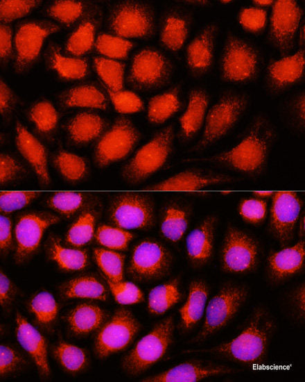 Western blot analysis of extracts of various cell lines using DHCR7 Polyclonal Antibody at dilution of 1:1000.