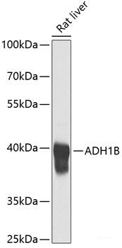 Western blot analysis of extracts of various cell lines using ZNF296 Polyclonal Antibody at dilution of 1:1000.