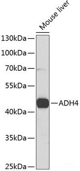 Immunohistochemistry of paraffin-embedded Rat testis using MME Polyclonal Antibody at dilution of 1:100 (40x lens).