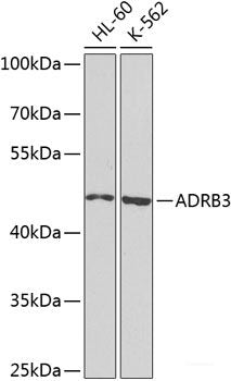 Immunohistochemistry of paraffin-embedded Mouse heart using COL9A3 Polyclonal Antibody at dilution of 1:100 (40x lens).