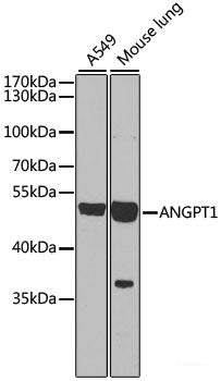 Western blot analysis of extracts of various cell lines using PHF19 Polyclonal Antibody at dilution of 1:1000.