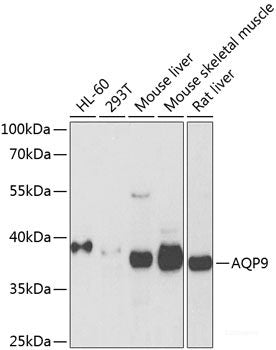 Western blot analysis of extracts of various cell lines using HECTD1 Polyclonal Antibody at dilution of 1:3000.