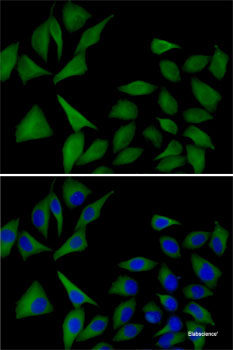 Immunofluorescence analysis of A-549 cells using USP8 Polyclonal Antibody