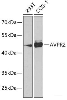 Western blot analysis of extracts of NCI-H460 cells using LEPREL1 Polyclonal Antibody at dilution of 1:1000.