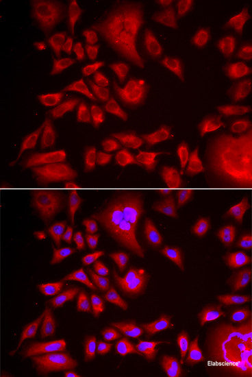 Western blot analysis of extracts of various cell lines using PPP1R8 Polyclonal Antibody at dilution of 1:1000.