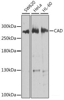 Western blot analysis of extracts of various cell lines using SIGLEC12 Polyclonal Antibody at dilution of 1:1000.