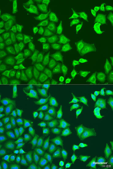 Western blot analysis of extracts of various cell lines using RNF11 Polyclonal Antibody at dilution of 1:1000.