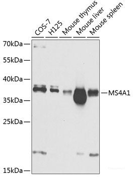Western blot analysis of extracts of various cell lines using U2AF2 Polyclonal Antibody at dilution of 1:1000.