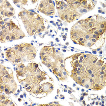 Immunohistochemistry of paraffin-embedded Mouse spleen using IL10 Polyclonal Antibody at dilution of 1:200 (40x lens).