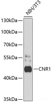 Immunohistochemistry of paraffin-embedded Rat brain using SMAD6 Polyclonal Antibody at dilution of 1:100 (40x lens).